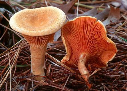Клитоцибе помаранчева або лісичка хибна або кокоша - Clitocybe aurantiaca var. albida (Fr.) Rea